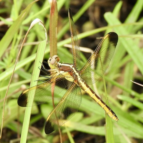 Yellow-sided Skimmer photo 3