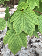 Acer glabrum douglasii