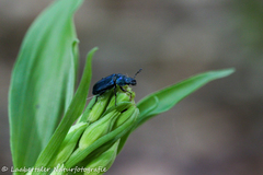 Platycerus caprea