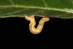 Pseudocollix hyperythra