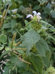 Lamium flexuosum