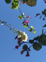 Dombeya wallichii