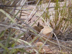 Octodon degus
