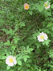 Rosa canina