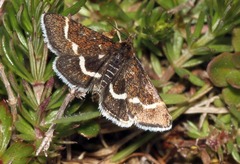 Pyrausta nigrata