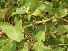 Searsia natalensis