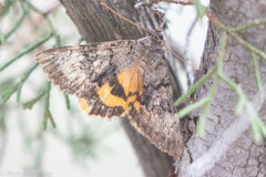 Catocala micronympha