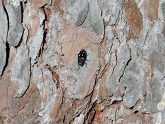Phaenops guttulata