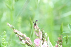 Physocephala vittata