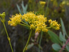 Notobubon ferulaceum