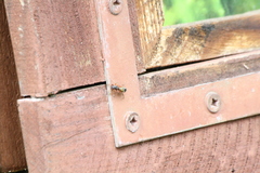 Leptorchestes berolinensis