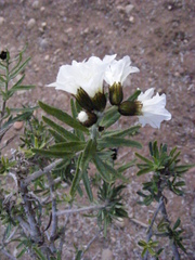 Cordia decandra
