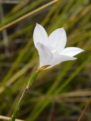 Prismatocarpus brevilobus