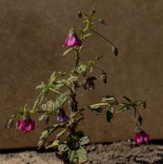 Hermannia jacobeifolia