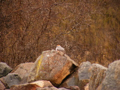 Muscisaxicola rufivertex