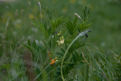Lathyrus laevigatus occidentalis