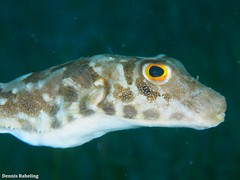 Sphoeroides marmoratus