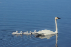 Trumpeter Swan photo 4