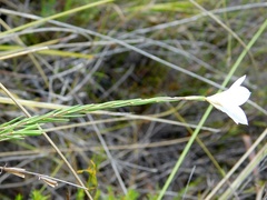 Prismatocarpus brevilobus