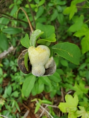 Exobasidium symploci