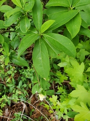 Exobasidium symploci