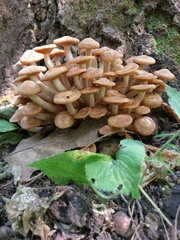Desarmillaria caespitosa image