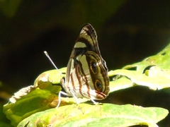 Dynamine postverta mexicana