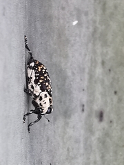 Peltophorus polymitus