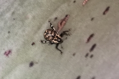 Peltophorus polymitus