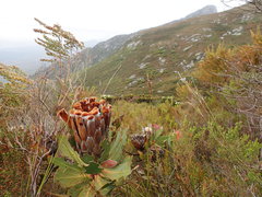 Protea speciosa