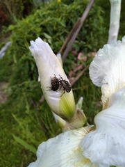 Oxythyrea funesta