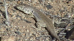 Liolaemus nigromaculatus