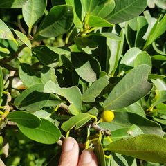 Ficus natalensis