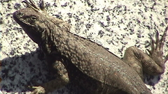 Microlophus atacamensis