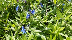 Aegonychon purpurocaeruleum