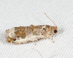 Proteoteras naracana