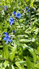 Aegonychon purpurocaeruleum