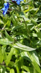 Aegonychon purpurocaeruleum