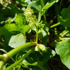Rumex hypogaeus