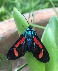 Cyanopepla pretiosa