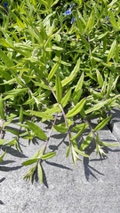 Aegonychon purpurocaeruleum