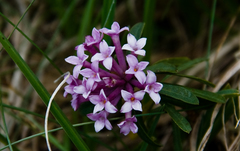 Daphne striata