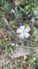 Dianthus marschallii