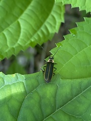Podabrus brevicollis