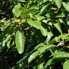 Ficus lutea