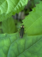 Podabrus brevicollis