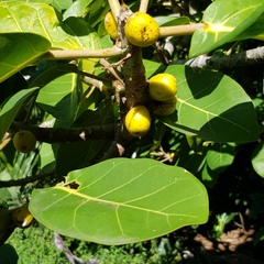 Ficus lutea