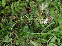 Noccaea caerulescens