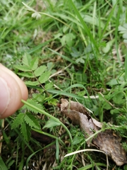 Noccaea caerulescens