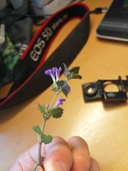 Glechoma hederacea
